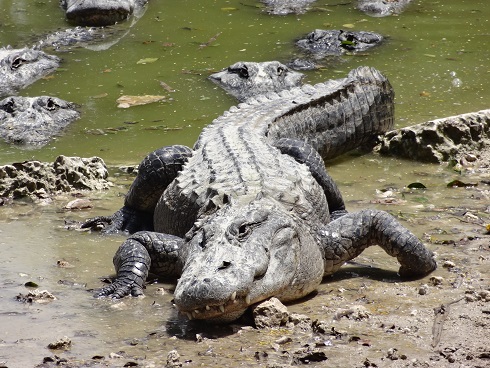 Крокодил - на - гриле: шаг 1